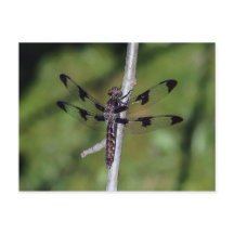 12スポッテッドスキマードラゴンフライ葉書