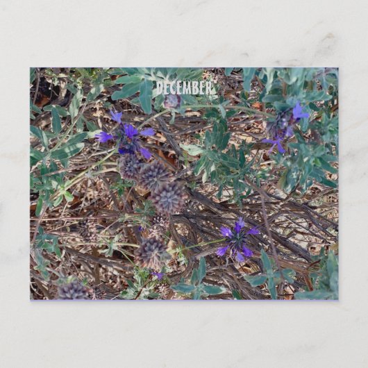 12月 ポストカード (正面)