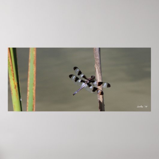 12点付きスキマー1 ポスター (正面)