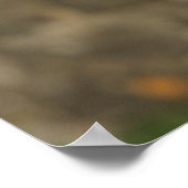 12週コリーのワン縁どプのヘッドショット ポスター (角)