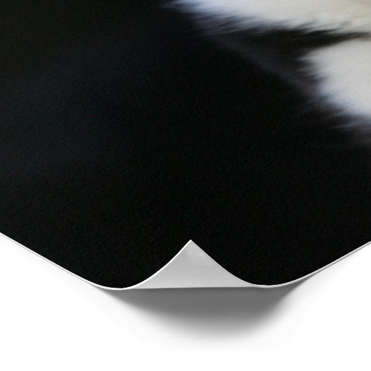 12週コリー縁ど子犬 ポスター (角)