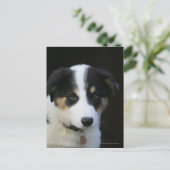 12週コリー縁ど子犬 ポストカード (スタンド正面)