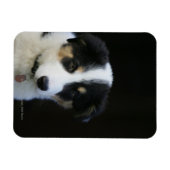 12週コリー縁ど子犬 マグネット (横)