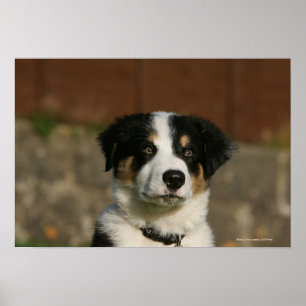 12 1週間目のボーダーコリーの子犬のHeadshot ポスター