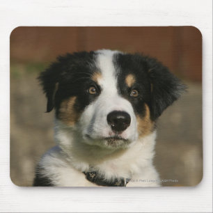 12 1週間目のボーダーコリーの子犬のHeadshot マウスパッド
