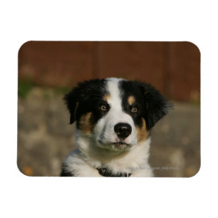 12 1週間目のボーダーコリーの子犬のHeadshot マグネット
