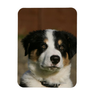 12 1週間目のボーダーコリーの子犬のHeadshot マグネット
