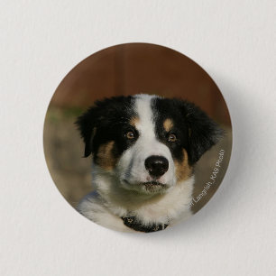 12 1週間目のボーダーコリーの子犬のHeadshot 缶バッジ