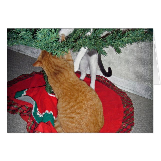 12 Cats a-登山 (正面横)