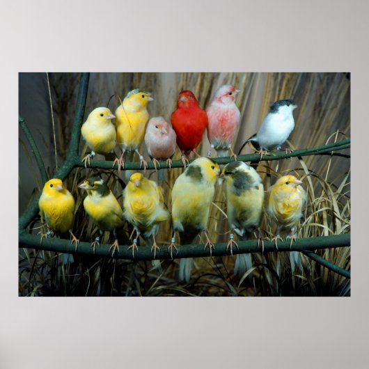 12 Kanarienvoegel, Kanarienvogel (Serinus canaria ポスター (正面)