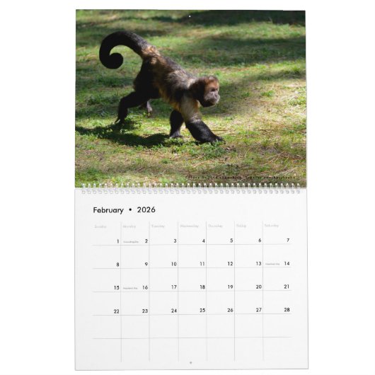 12 month calendar monkeys  カレンダー (2月 2026)