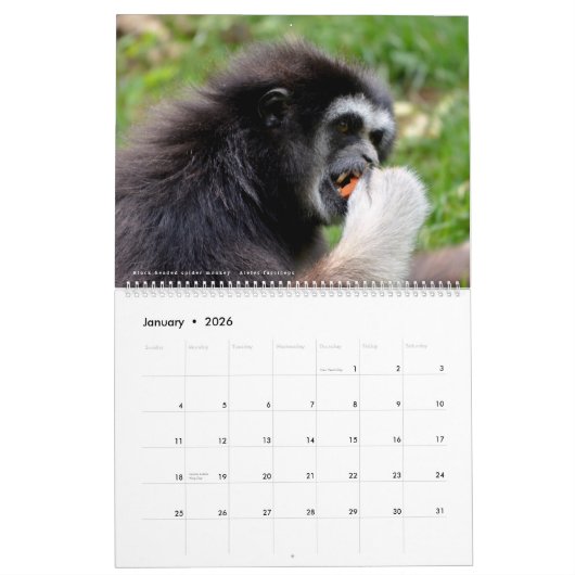 12 month calendar monkeys  カレンダー (1月 2026)