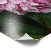 12"x12"ピンク牡丹 フォトプリント            (角)