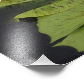 12"x12"水ゆり フォトプリント            (角)