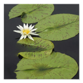 12"x12"水ゆり フォトプリント           