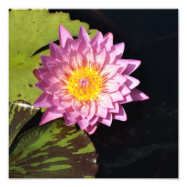 12"x12"水ゆり フォトプリント           