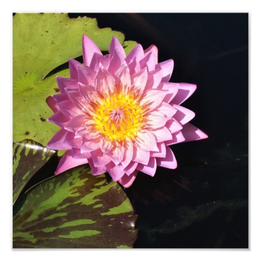 12"x12"水ゆり フォトプリント            (正面)