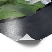 12"x12"水ゆり フォトプリント            (角)