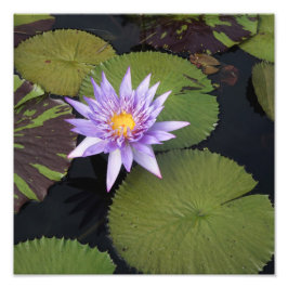 12"x12"水ゆり フォトプリント           