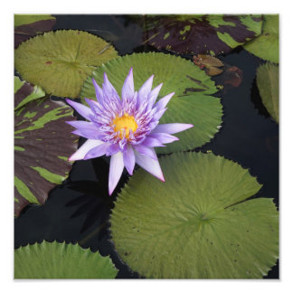 12"x12"水ゆり フォトプリント           