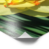 12"x12"黄色の水仙 フォトプリント            (角)