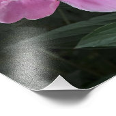 12"x12" Pink Peony フォトプリント (角)