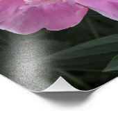 12"x12" Pink Peony フォトプリント (角)