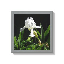 12" x 12"白い虹彩（黒い背景の写真）