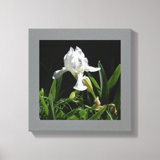 12" x 12"白い虹彩（黒い背景の写真） キャンバスプリント (正面)