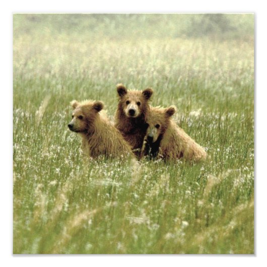 12x12 Satin photo of grizzly bear cubs フォトプリント (正面)