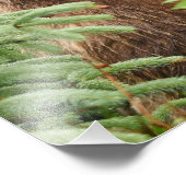 12x16グリズリーベアのサテン仕上げ写真 フォトプリント            (角)