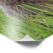 12x16 Satin finish photo of grizzly bear cub フォトプリント (角)