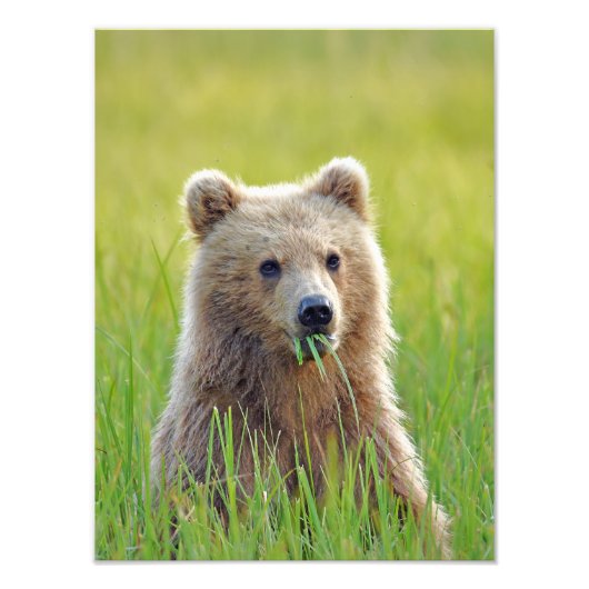 12x16 Satin finish photo of grizzly bear cub フォトプリント (正面)