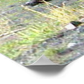 12x36グリズリーベアのポスター紙（マット） ポスター (角)