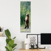 12x36グリズリーベアのポスター紙（マット） ポスター (ホームオフィス)