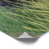 12x36ポスター紙（マット）付き/グリーベアかわいい ポスター (角)