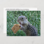 13が並ぶ地上リス ポストカード (正面/裏面)