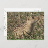 13列の地面リス ポストカード (正面/裏面)