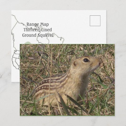 13列の地面リス ポストカード (正面/裏面)