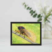 13年セミ絵画ダ ポストカード (スタンド正面)