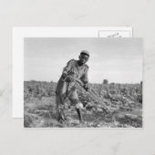 13歳の子どもがジョージアで野を耕す ポストカード (正面/裏面)