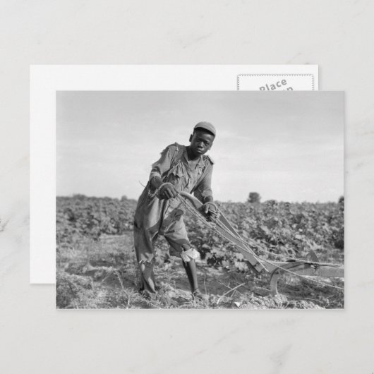 13歳の子どもがジョージアで野を耕す ポストカード (正面/裏面)