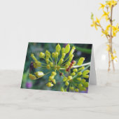 133.アリとハエと雑草 カード (黄色い花)