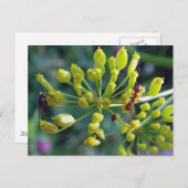 133.アリとハエと雑草 ポストカード (正面/裏面)