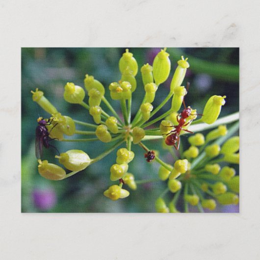 133.アリとハエと雑草 ポストカード (正面)