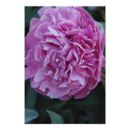 13"x19" ピンクの芍薬 フォトプリント           