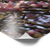 13"x19"ピンクマグノリアの木 フォトプリント            (角)