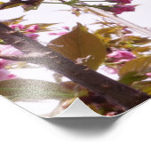 13"x19" Cherry Blossoms フォトプリント (角)
