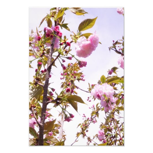 13"x19" Cherry Blossoms フォトプリント (正面)