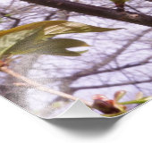 13"x19" Cherry Blossoms フォトプリント (角)